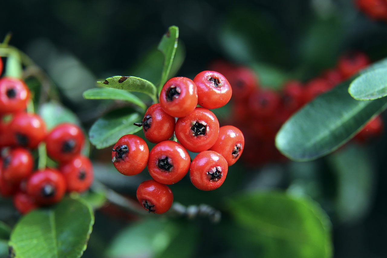 冠軍聯賽 冠軍聯賽